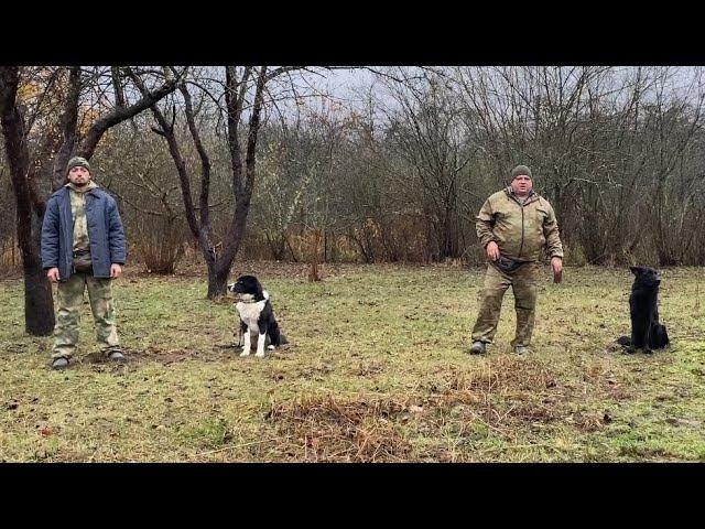 Дворянин и Немецкая овчарка/ Будни Дрессировки #дрессировкасобак #собака #кинолог #немецкаяовчарка