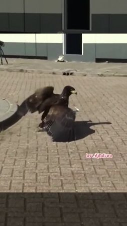 Царь неба во время тренировки охоты 🦅🦅🦅👑👑👑