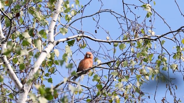 Grote Kruisbek смотреть онлайн