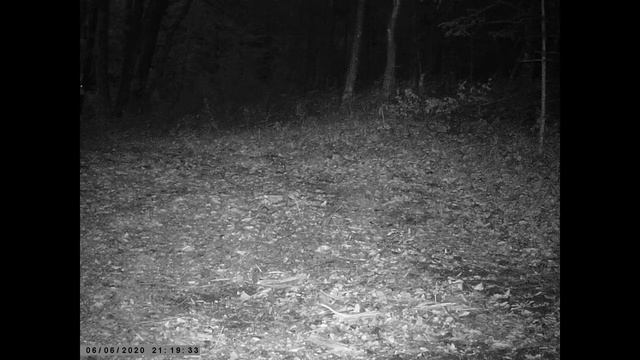 DEER FAMILY RECORDED WITH HUNTER CAMERA HC-801A смотреть онлайн