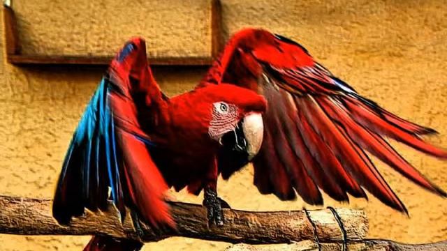 Попугаи смотреть онлайн