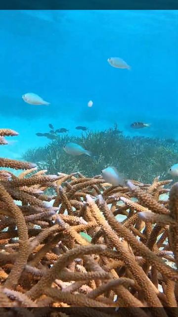 Fish Wallpapers, Live 3D Aquarium, Koi HD 4K MP4 2022 смотреть онлайн