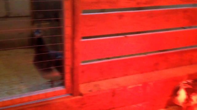 Павлинята в Овчинино. смотреть онлайн