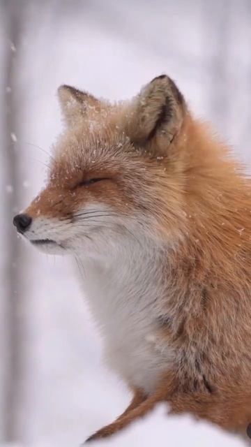 #beauty#beautifulnature#youtuber #animallover#animals#animalshorts #renard#wonderful#naturelovers смотреть онлайн