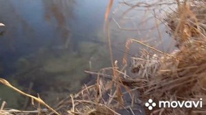 ОХОТА на бобра#2022