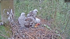 Estonia Common Buzzard 5-27-15 9:37am  LVWOTWoF, #Birdcams,