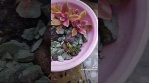 #сегодня в продаже коралловая дорожка из Очитка Корал Карпет 5.0AZN,0506166260