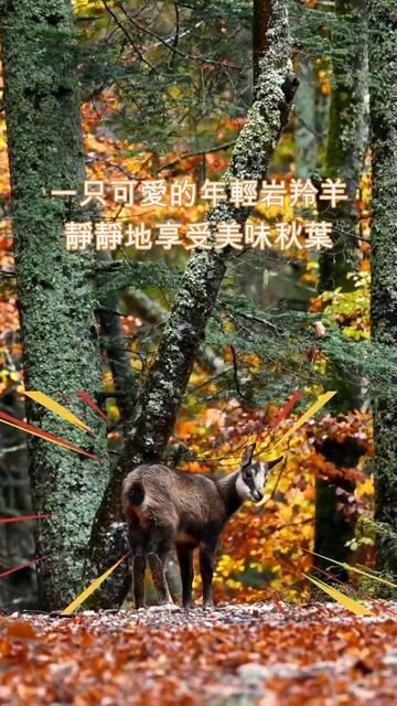 可愛岩羚羊在美麗秋色中靜靜品嘗秋葉 🍂🦌 #短视频 #chamois #瑞士 #shorts #秋季 #野生動物 #自然