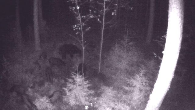 Кабаны в лесу. 7 сентября 2017 (фотоловушка) смотреть онлайн