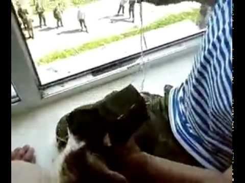 Кот десантник.mp4