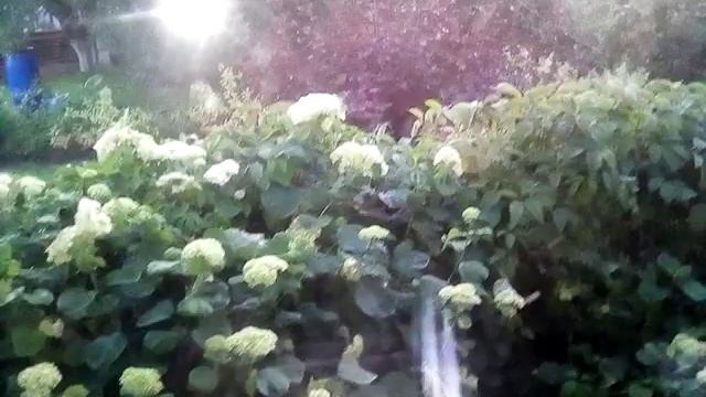 VID 20190701 041113 Туман ночует дома смотреть онлайн