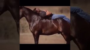 Лошадь танцует