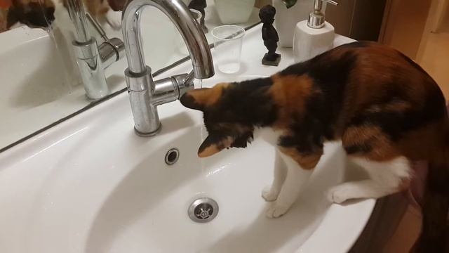 Приколы про кошек, кошка играет с водой смотреть онлайн