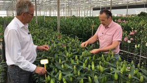 (RL) Roselily Viola @Van den Bos Test Greenhouse