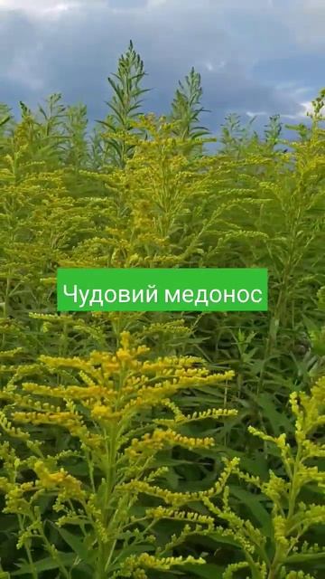 Золотарник, як медонос #beekeeper #пасіка #длялюдей #пчеловодство #бджільництво #beekeeping