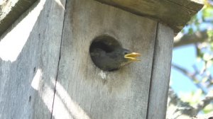 Скворечник — кормление птенца