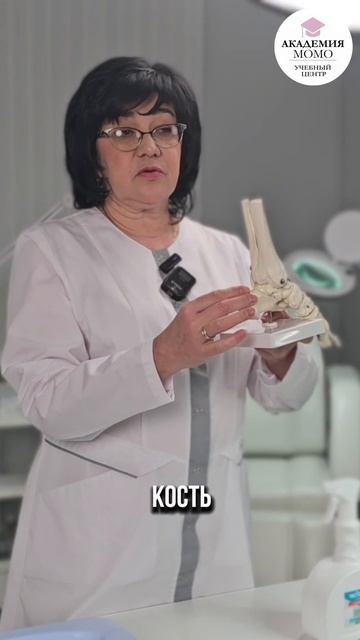 Анатомия стопы. Часть 1.