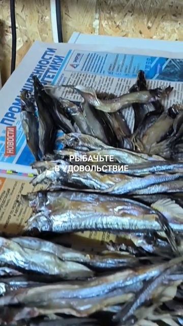 Мойва вяленая под пенное. смотреть онлайн