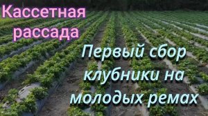 Кассетная рассада клубники, первый сбор ягоды на молодых ремах.