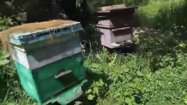 Шок: Массовая гибель пчел после обработки рапса во время цветения! Июнь 2024, Мордовия
