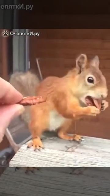 Белка сосёт смотреть онлайн