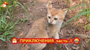 Приключения цыпленка с кошками 😹🐤❣️ часть 1