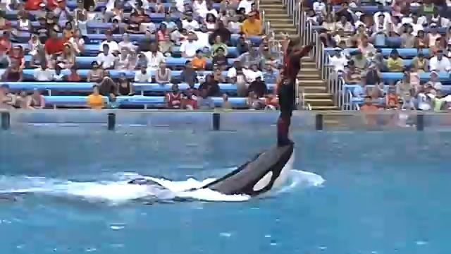 Sea World смотреть онлайн