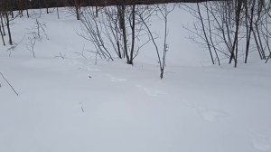 Следы зайцев на снегу, на берегу Вятки.