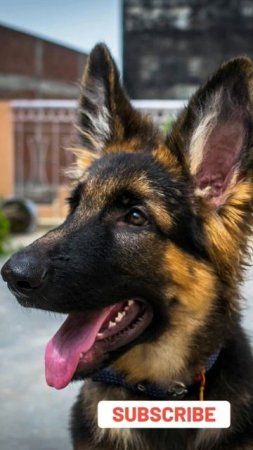 Small German shepherd dog barks.