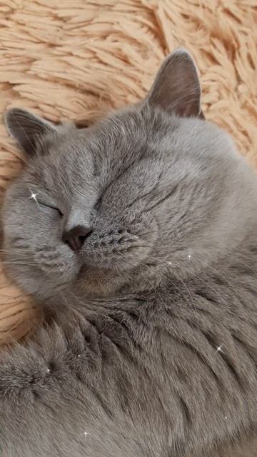 Феликс - добрый кот❤ Спокойной ночи! Приятных снов!❤ #кот #феликс смотреть онлайн