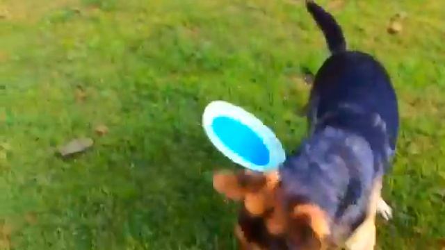 Planet Dog Zoom Flyer смотреть онлайн