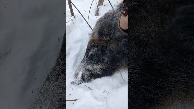 охота на кабана. смотреть онлайн