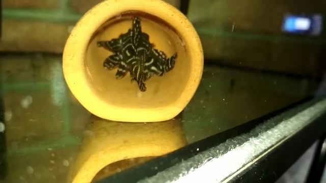 Hypancistrus L129 spawning and fry смотреть онлайн