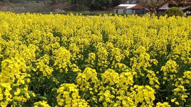 2013-05-27　菜の花にミツバチが смотреть онлайн
