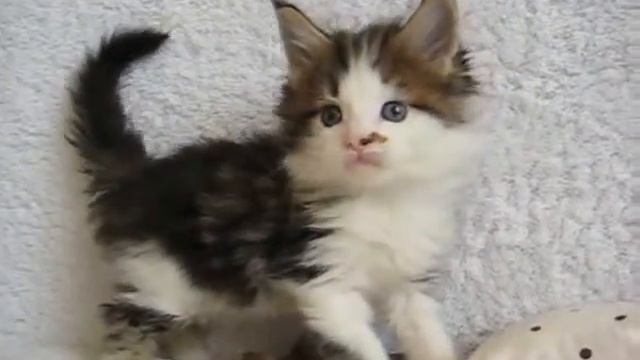 котенок мейн куна Moris смотреть онлайн