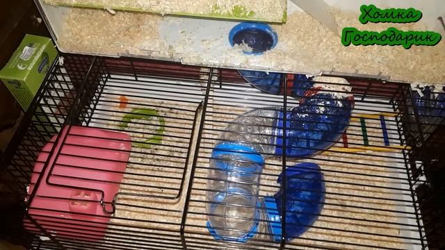 📌Как ухаживать за хомячком вечером? || Даём морковку || Обновление в клетке смотреть онлайн