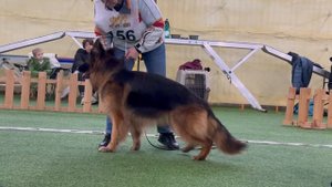 2 V СС VARVARA Arbeit`s Aristokraten +++ №156 описание