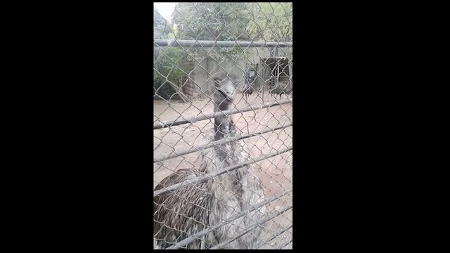 Very scary voice - Очень страшный голос - 2019