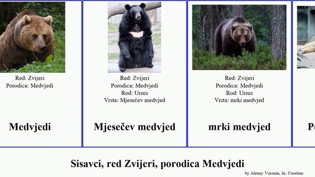 Sisavci, red Zvijeri, porodica Medvjedi mammal veliki Dan naočar Mjesečev crni Sunčev Kratkoglavi смотреть онлайн
