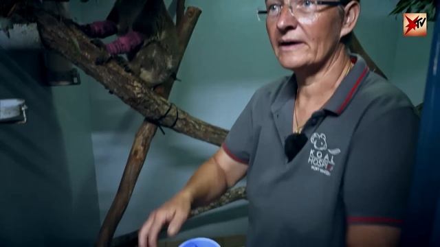 Koala-Klinik in Australien: Wo den verletzten Tieren geholfen wird | stern TV смотреть онлайн