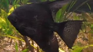 AQA.com.ua - Аквариумные рыбки - Скалярии в зоомагазине