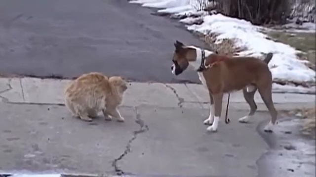 Кот против собаки смотреть онлайн