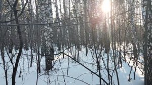 В лесу: утренний Хайдеггер - "Что называют мышлением?" Was heisst Denken? Не хватает прилагательных?