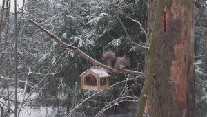 Забавная белка у кормушки