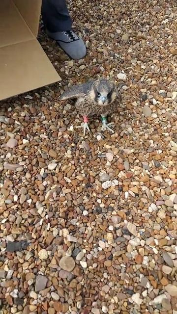 Птенец сапсана ч.3 смотреть онлайн