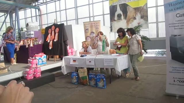 Выставка кошек в Хайфе смотреть онлайн