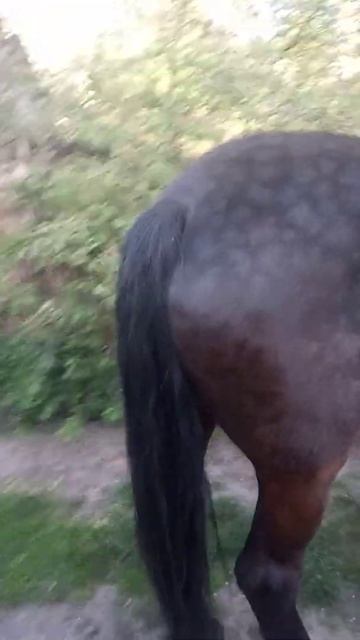 випасаю кобилу вечір смотреть онлайн