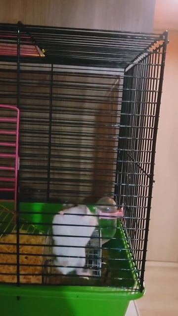 Мои Джунгарики ❤️ #shorts #хомяк #хомячки #джунгарики смотреть онлайн