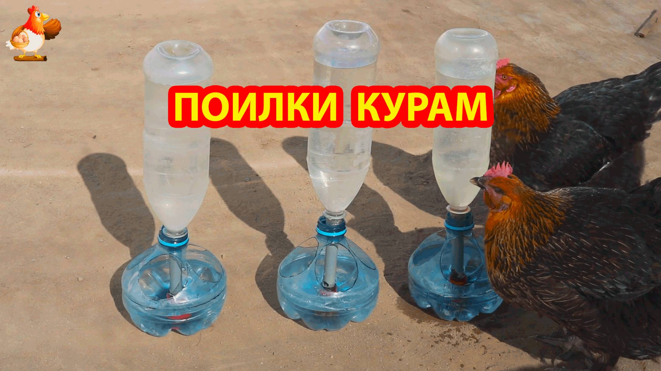 Поилки курам из бутылей и трубочек понравилась несушкам 💦🐓🐔