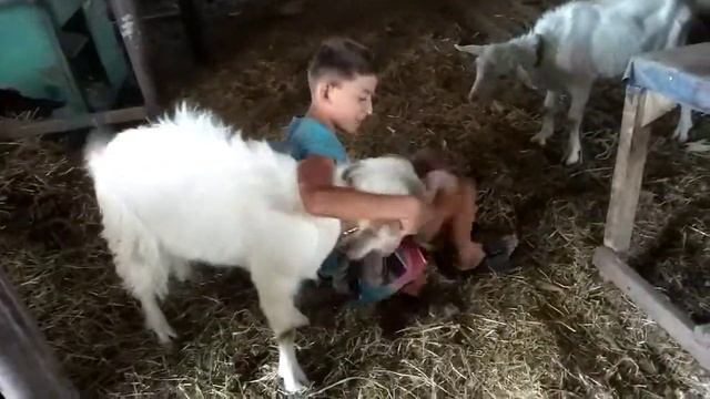 Катаюсь на козле смотреть онлайн